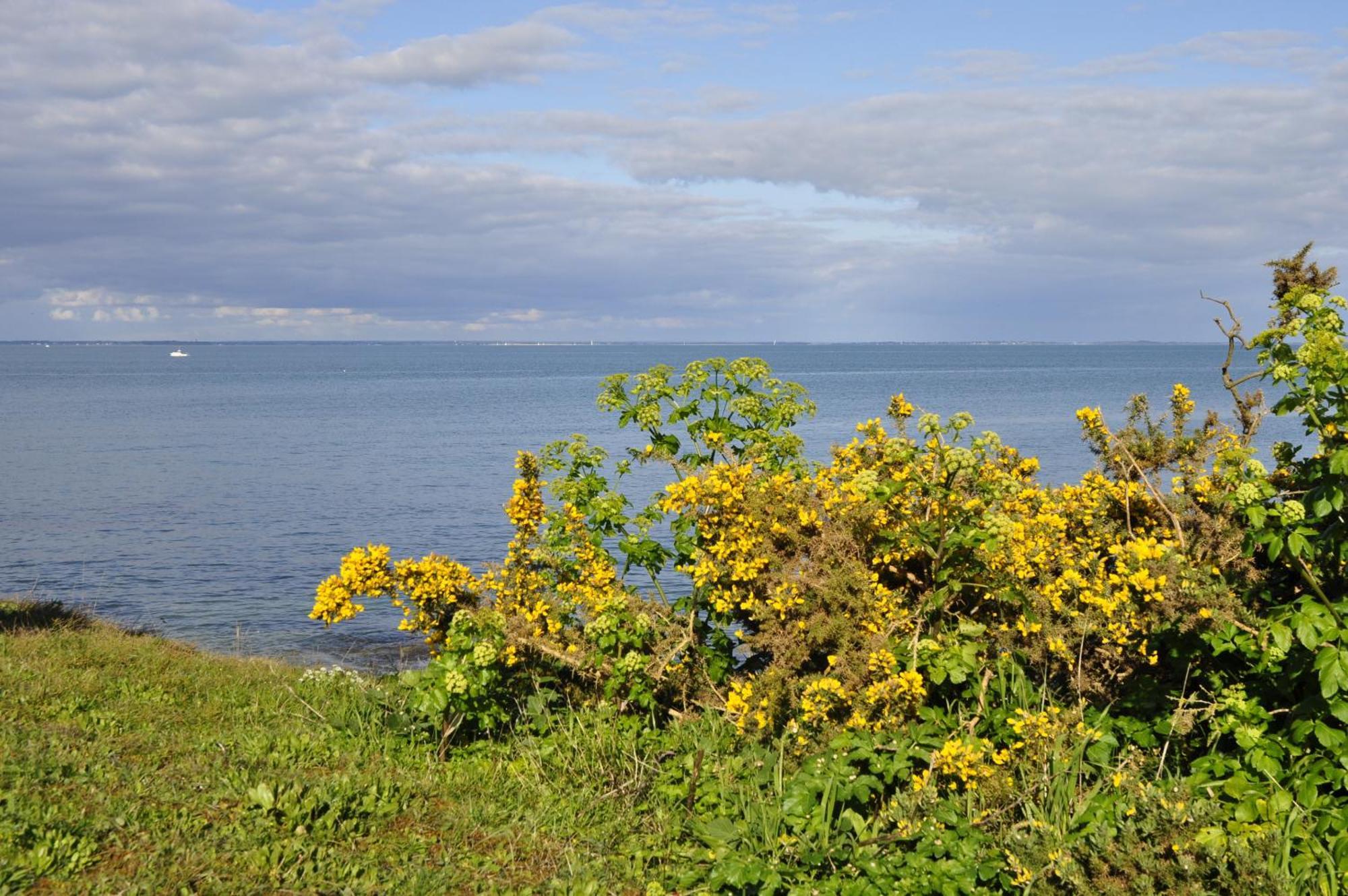 Panorama Vue Mer Quiberon Rum bild